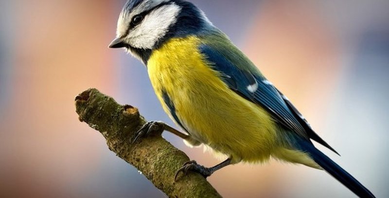 Птички синички и лазоревки