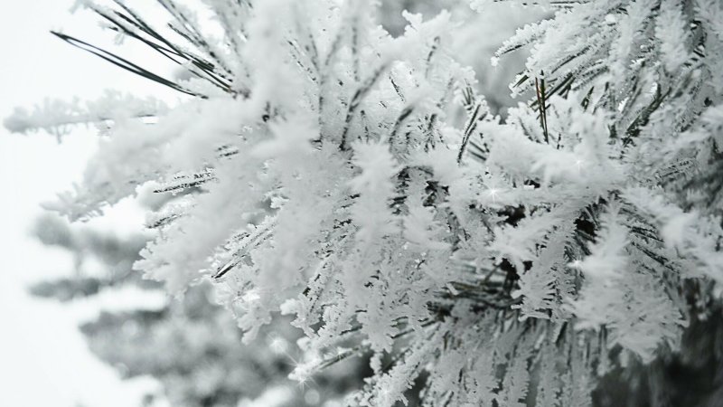 Пушистая зима