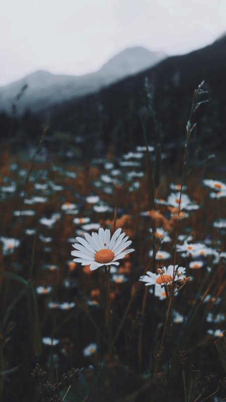 Эстетичная природа