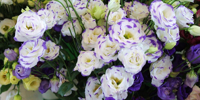 Вей Мисти Лилак