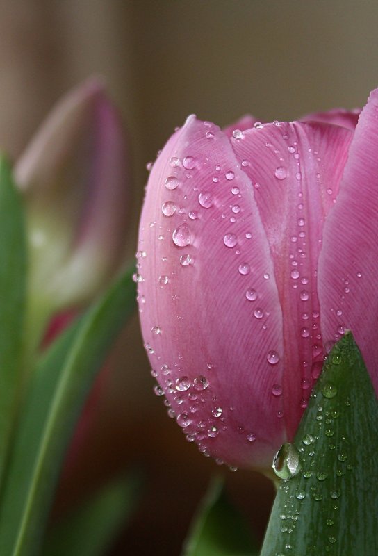 Роса на тюльпанах