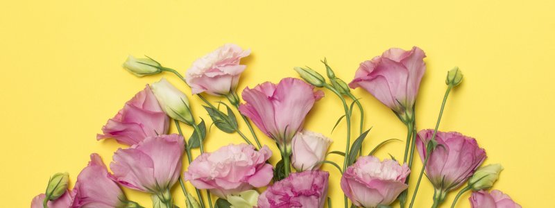 Эустома фалда