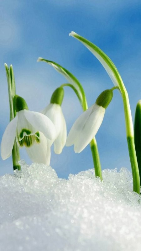 Весенние цветы