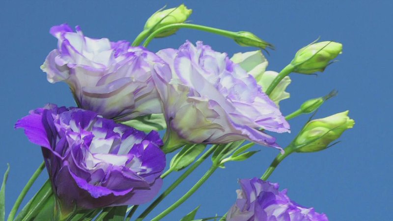 Эустома Мэджик