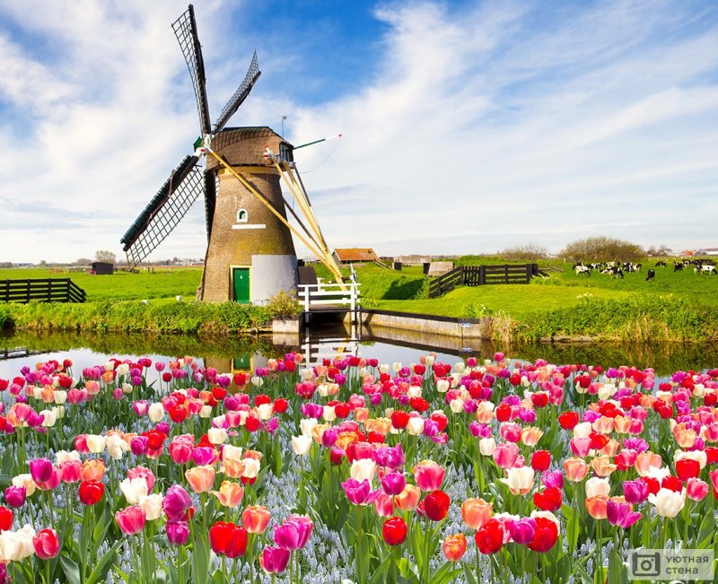 Парк кёкенхоф Голландия мельница