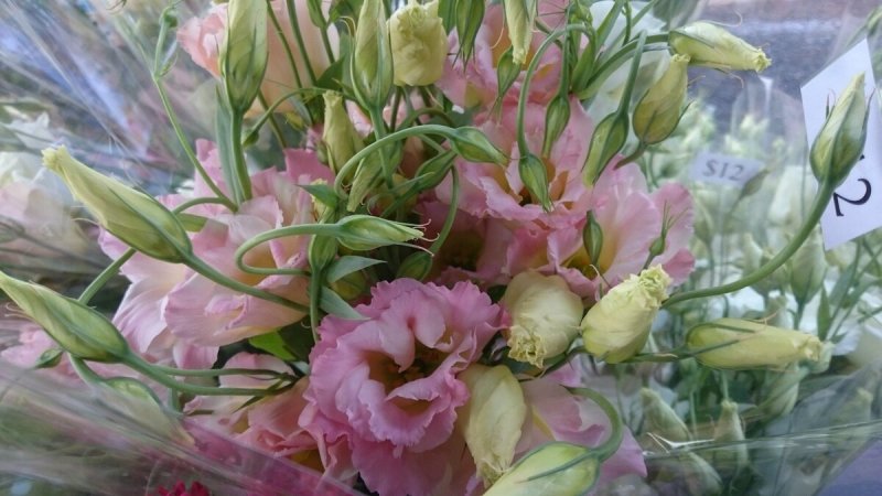 Эустома лизиантус белая