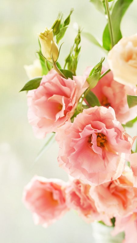 Эустома селеб Квин