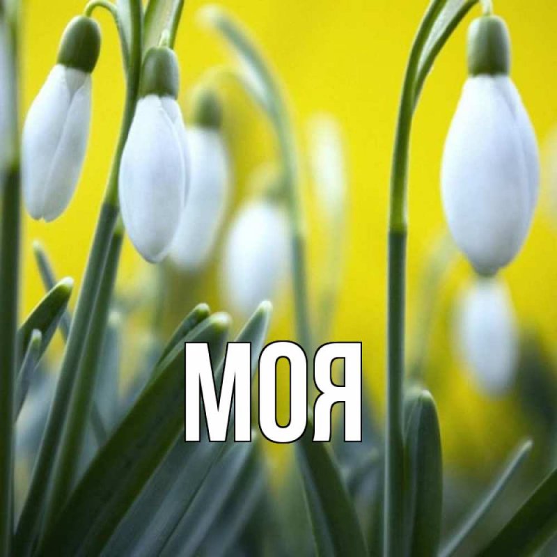 Подснежник макро