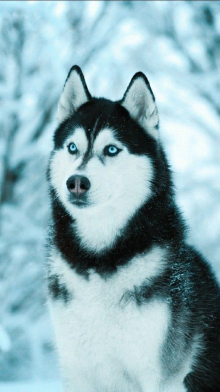 Сибирский хаски