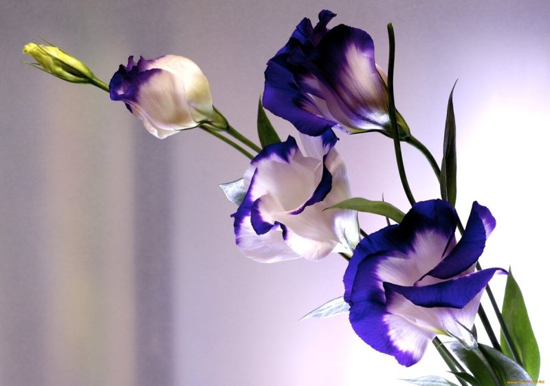 Эустома (Lisianthus)