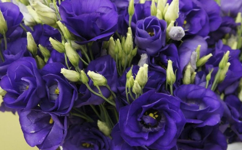 Эустома (Lisianthus)