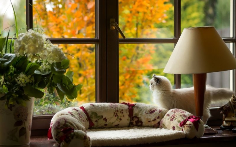 Цветы на подоконнике