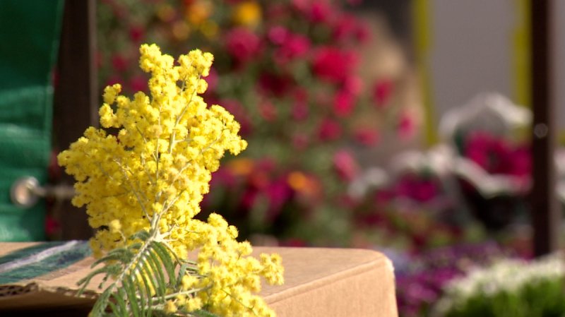 Мимоза цветок на 8 марта