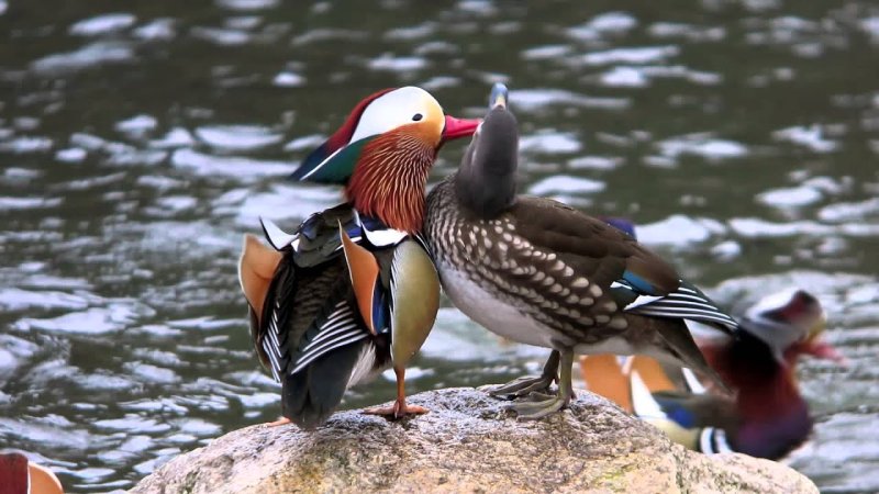 Утка Мандаринка самка