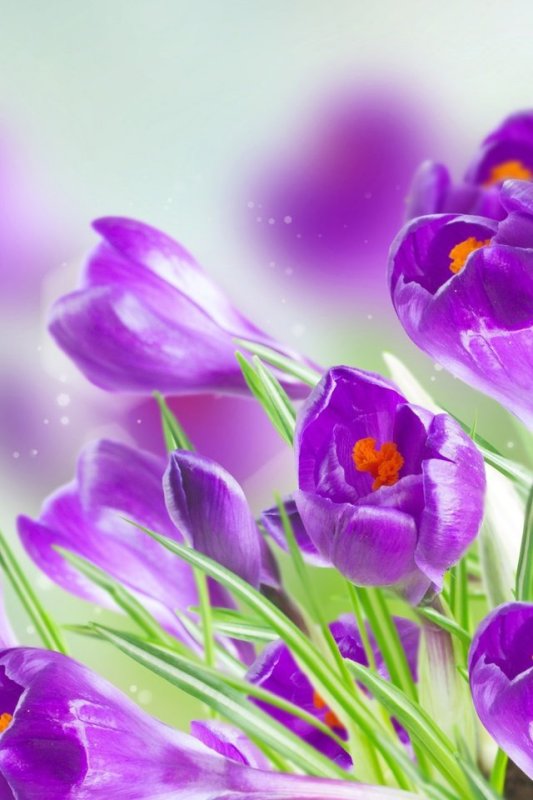 Весенний цвет