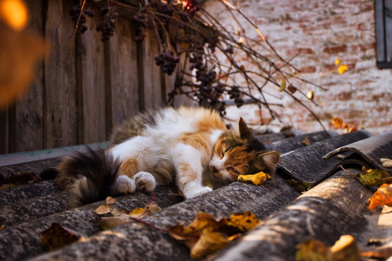 Уютная осень