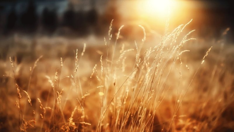 Солнце лучи пшеница