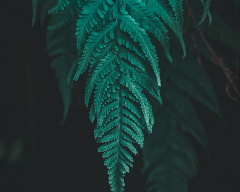 Папоротник Мориса