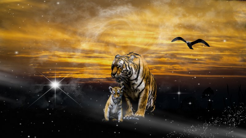Тигр фон