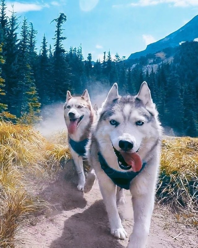 Сибирский хаски