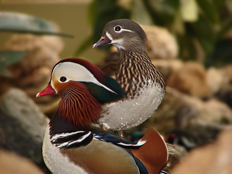 Утка Мандаринка самец