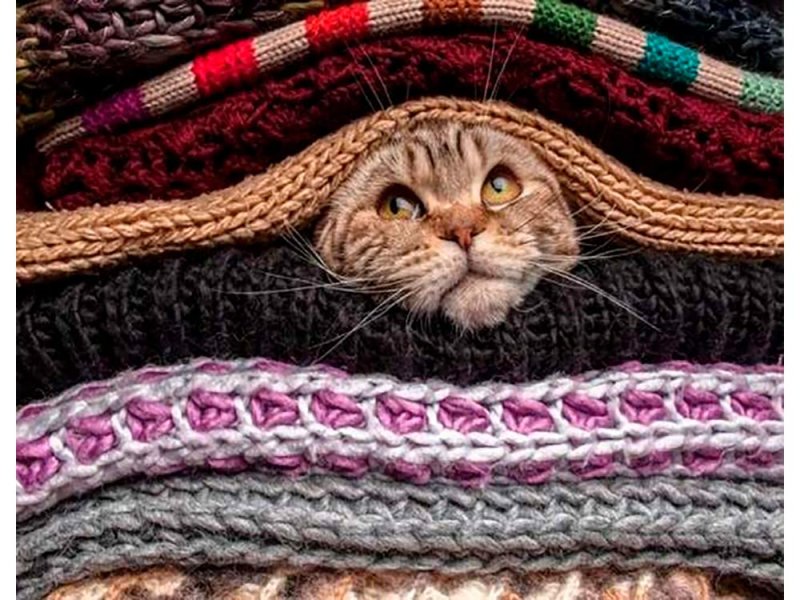 Уютный котик