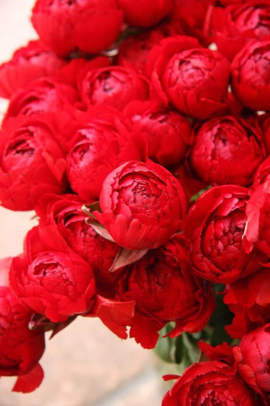 Presto красный пион