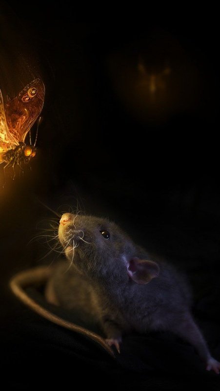 Крыса на черном фоне