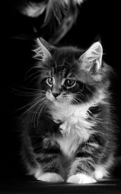 Красивые кошки