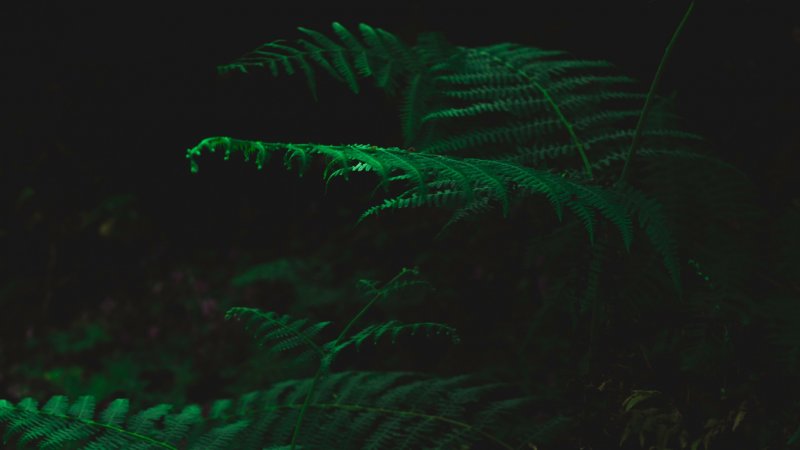 Яванский папоротник