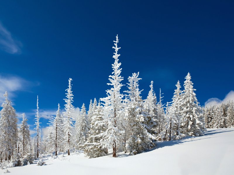 Снежный лес