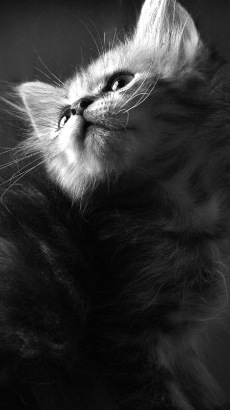 Заставка кот