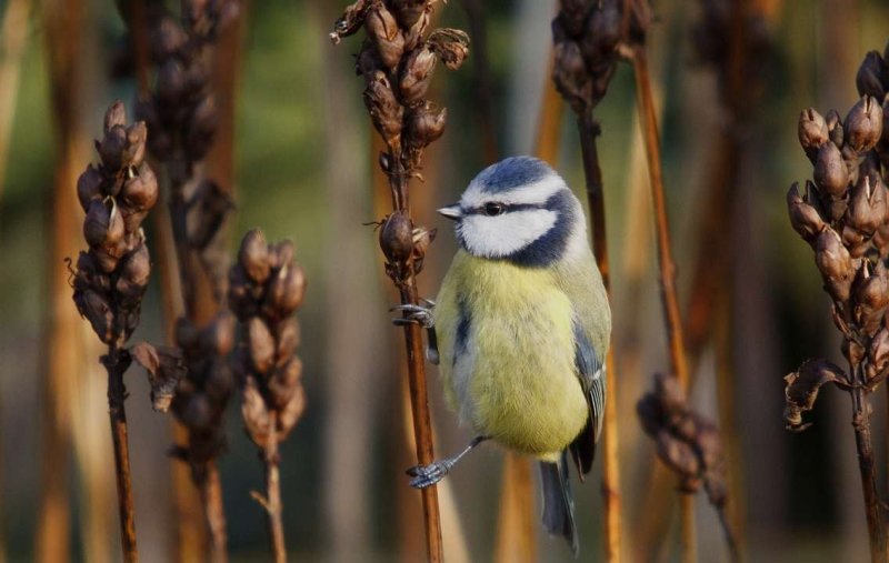 Синичка Гаечка