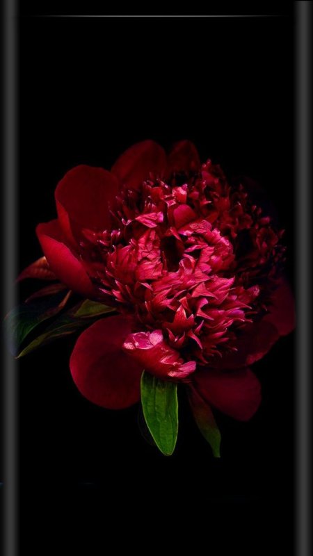 Бордовые пионы