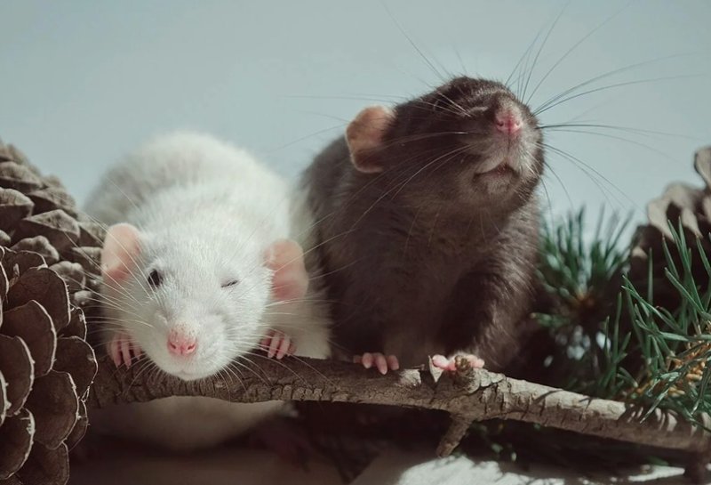 Декоративные крысы