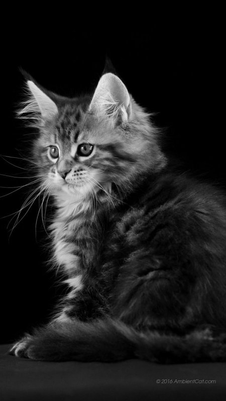 Красивые кошки на черном фоне