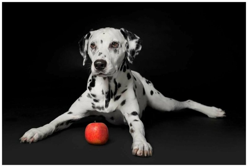 Щенки далматинца черные