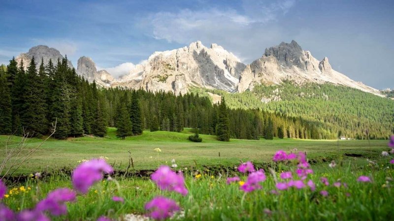 Альпийские Луга с эдельвейсом