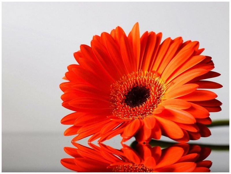 Агава Гербера гибридная