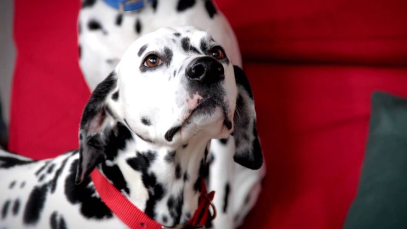 Далматин, щенок