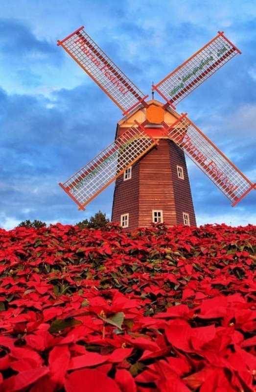 Амстердам мельницы