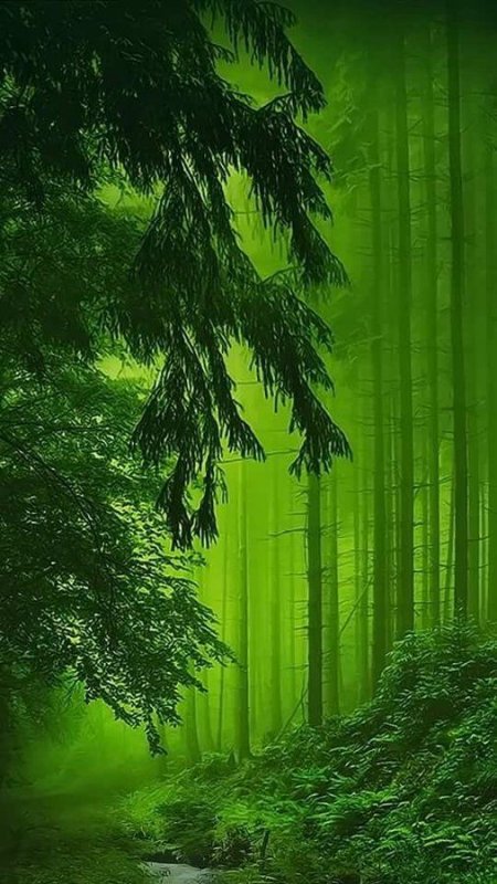 Тёмно зелёный лес