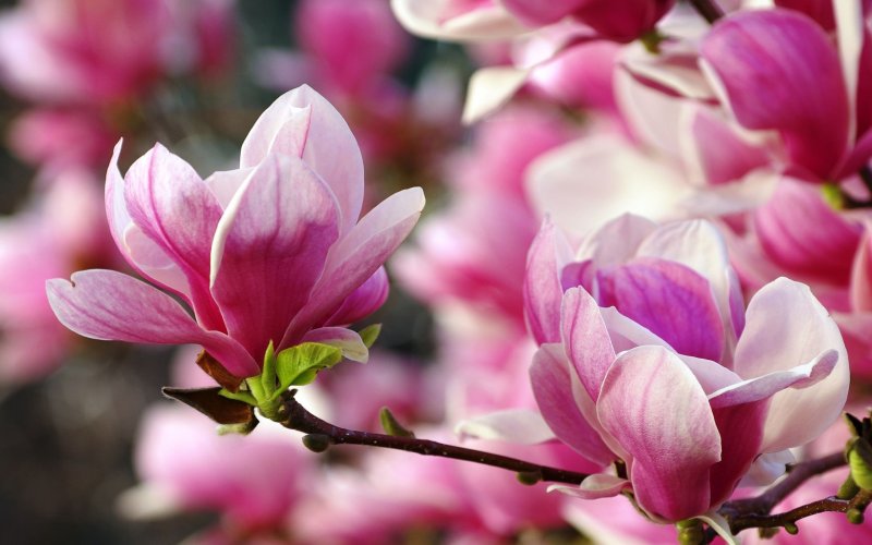 Магнолия Суланжа ветка