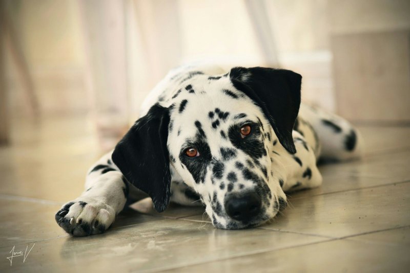 Далматин породы собак