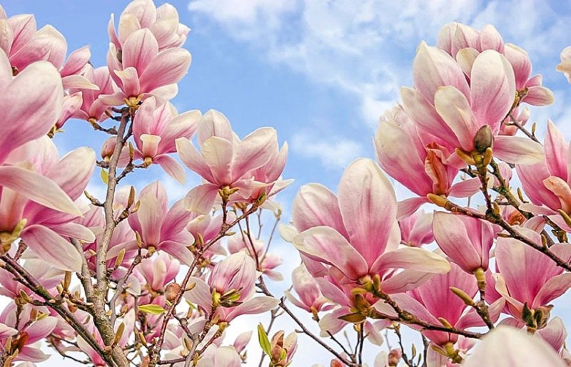 Магнолия Суланжа ветка