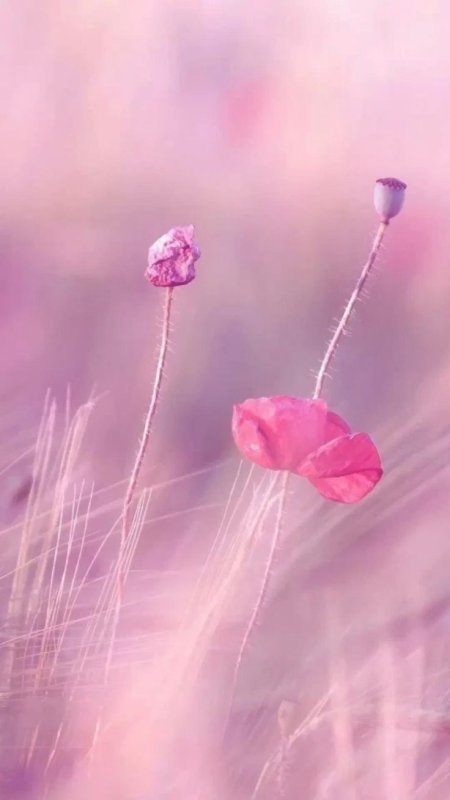 Нежные цветочки