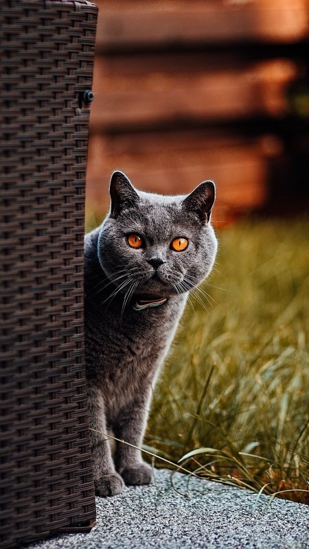 Вертикальный кот