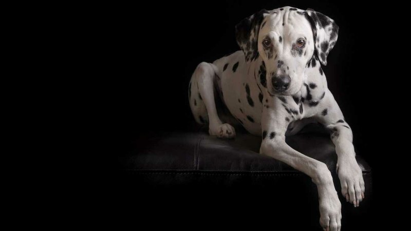 Собака далматинец чёрная