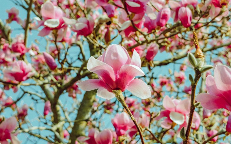 Цветущая Магнолия