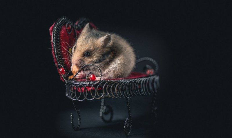 Крыса на заставку